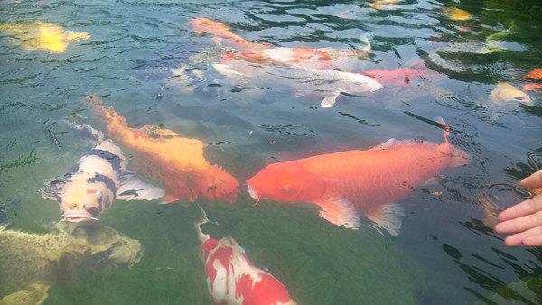 Công viên cá koi triệu đô nhộn nhịp dịp lễ 30/4 và 1/5 ảnh 3