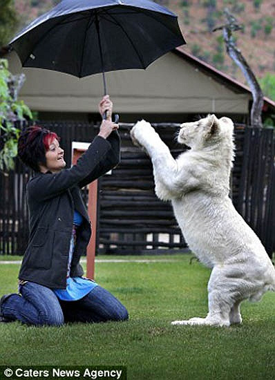 Timba là con vật đầu tiên được cô chăm sóc chu đáo nhất và được đặc quyền cai trị luôn căn nhà, giường, ghế của Annel