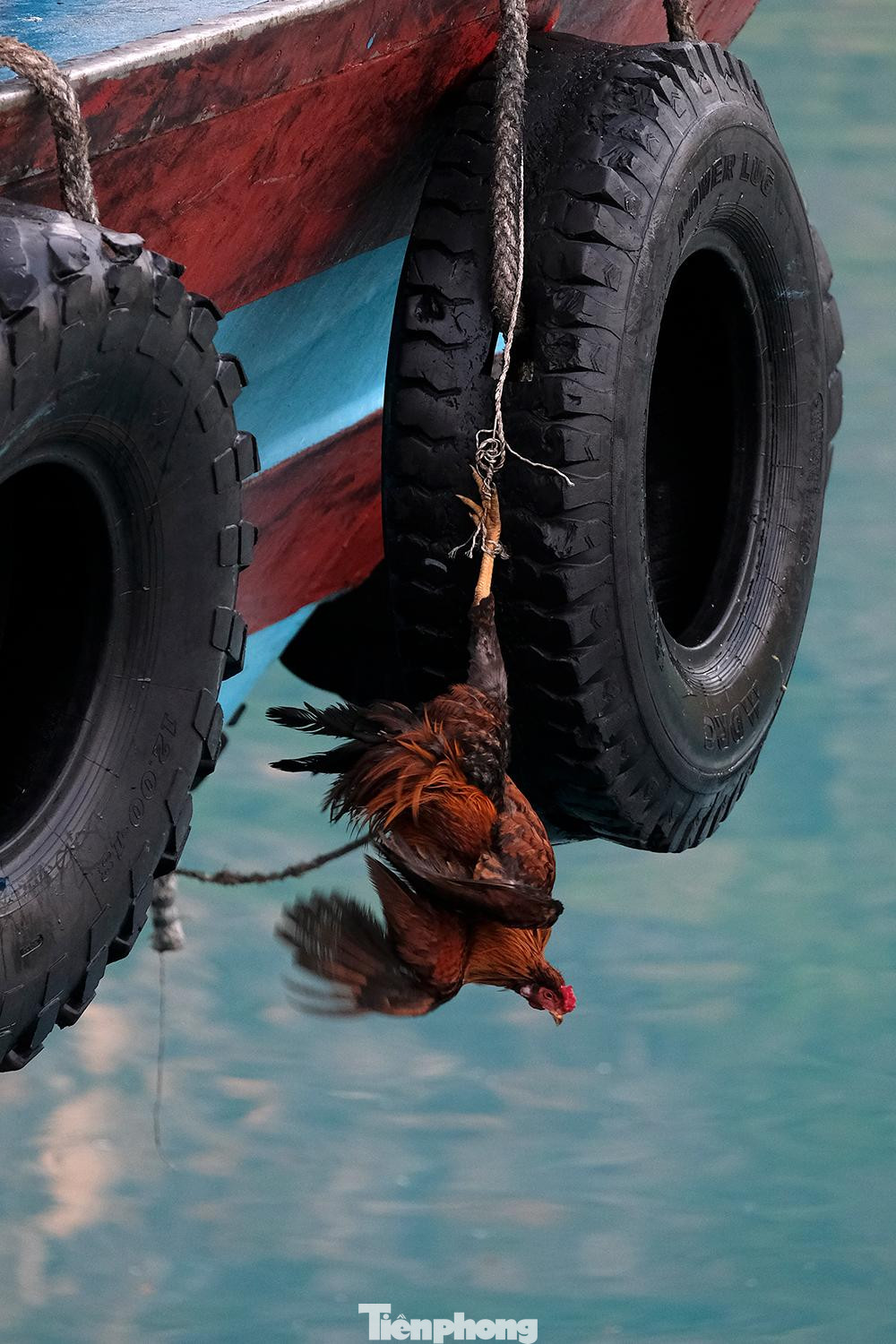 Một con gà trống được treo phía sau chiếc tàu gỗ mới cập Cảng Bến Đầm.