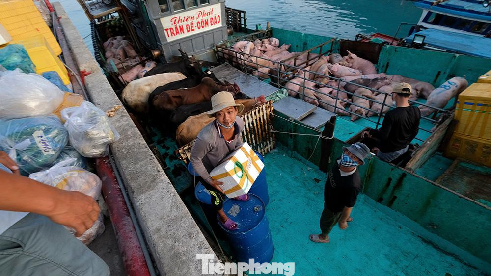 Do địa hình tại Côn Đảo chủ yếu là đồi núi nên gần như mọi hàng hóa thiết yếu như thịt gia súc, gia cầm, rau củ quả đều được cung cấp từ đất liền.