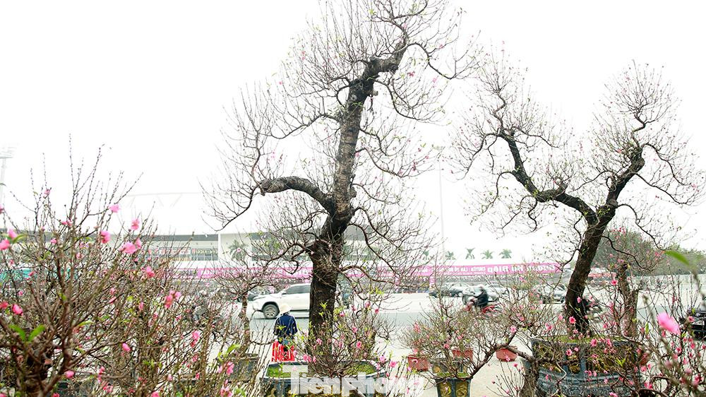 “Dù đến giờ vẫn chưa có khách thuê, nhưng chúng tôi cũng không giảm giá hơn được nữa. Nếu đến chiều 29 Tết mà khách trả giá thuê 2 cây đào này dưới 15 triệu đồng, chúng tôi sẵn sàng mang cây về nhà”.