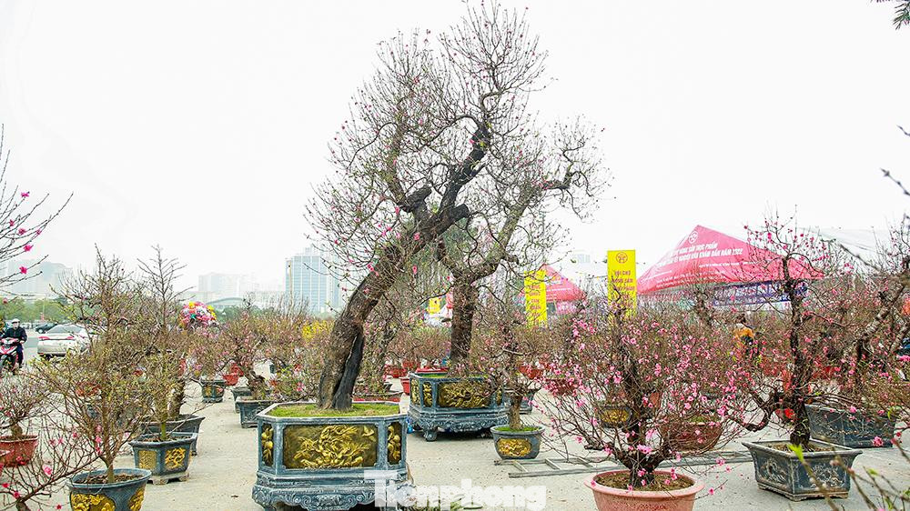 Đặc biệt, tại chợ hoa đối diện sân vận động Quốc gia Mỹ Đình (Hà Nội), rất nhiều những gốc đào rừng mọi năm được thuê với giá từ 80 đến 100 triệu đồng, năm nay chỉ còn cho thuê bằng nửa giá nhưng vẫn chưa có người mang về chơi Tết.