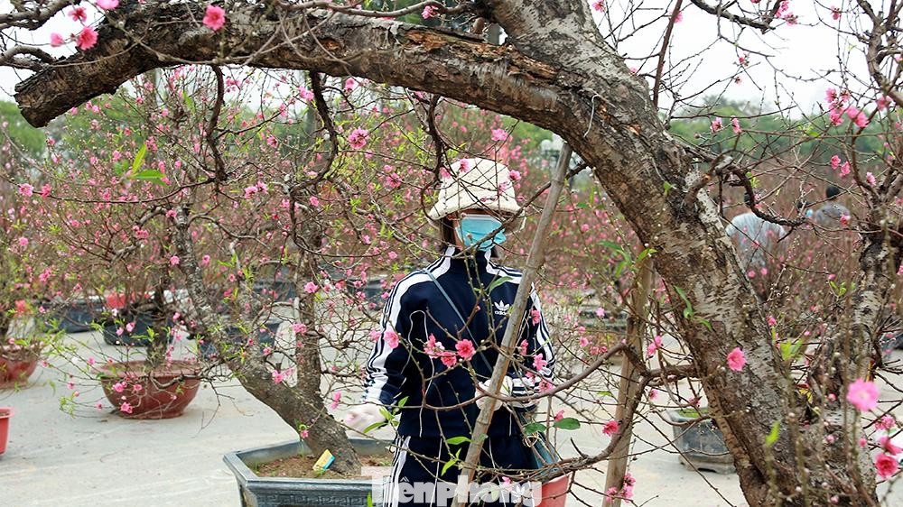 Chị Vũ Thị Thủy, một chủ vườn có 2 gốc đào dáng trực, cao khoảng hơn 4 mét, hiện đang để ở trước sân vận động Mỹ Đình chào khách đến thuê với giá khoảng 20 triệu đồng nhưng vẫn chưa có người chọn thuê về chơi Tết.