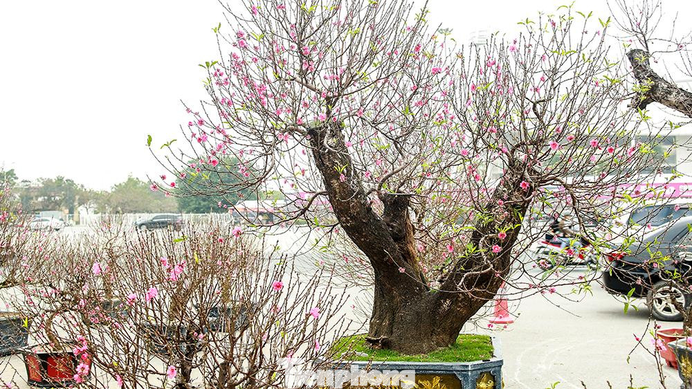 Tại những vị trí thường kinh doanh đào, quất những ngày này, các nhà vườn, nhà buôn đang trưng bày các loại cây thế, cây cảnh phục vụ người dân chơi Tết Nguyên đán.