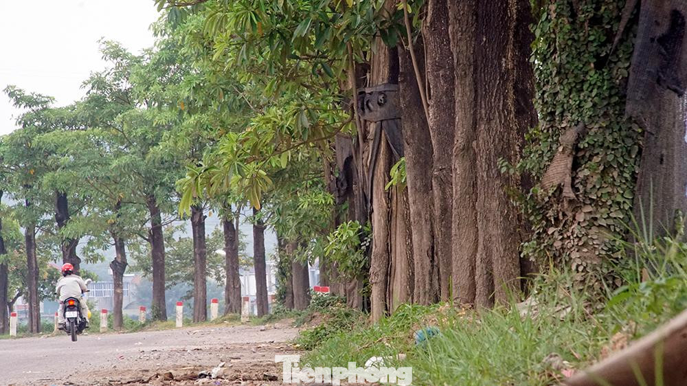 Hàng cây hoa sữa phát triển mạnh phần nào giảm bớt được bụi khi hàng trăm xe chở rác qua lại nườm nượp mỗi ngày tại con đường này. Hàng cây hoa sữa phát triển mạnh phần nào giảm bớt được bụi khi hàng trăm xe chở rác qua lại nườm nượp mỗi ngày tại con đường này.