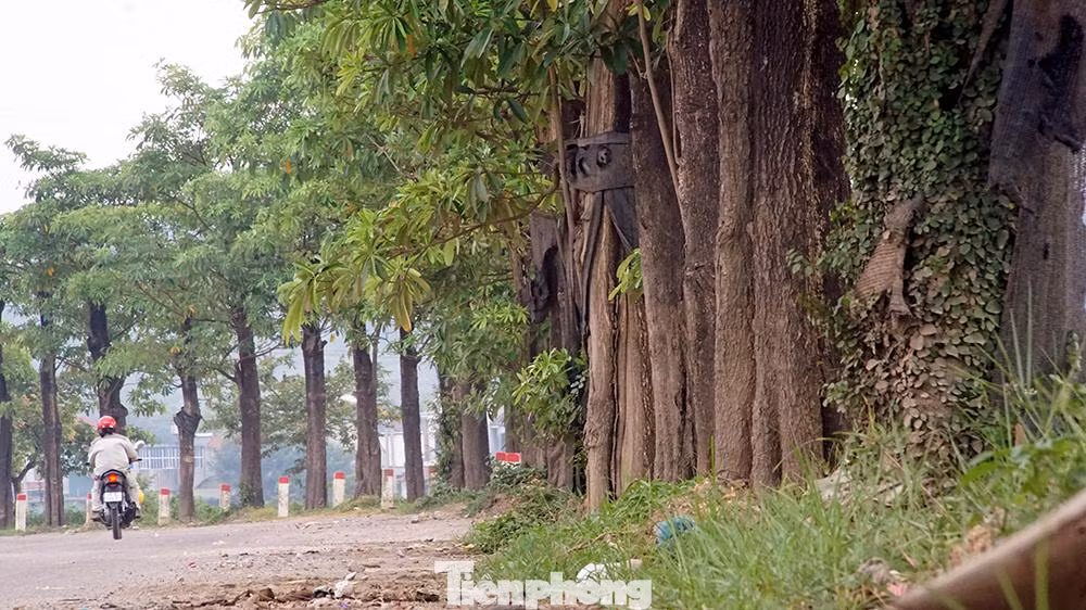 Hàng cây hoa sữa phát triển mạnh phần nào giảm bớt được bụi khi hàng trăm xe chở rác qua lại nườm nượp mỗi ngày tại con đường này. Hàng cây hoa sữa phát triển mạnh phần nào giảm bớt được bụi khi hàng trăm xe chở rác qua lại nườm nượp mỗi ngày tại con đường này.