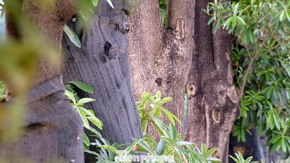 Hoa sữa là cây dạng thân gỗ to, có thể cao trên 50m. Hoa nhỏ khi nở thành những chùm có màu trắng đến vàng nhạt; hoa nở từ tháng 6 đến tháng 11; có mùi thơm. Quả cây dài. Hoa sữa là cây dạng thân gỗ to, có thể cao trên 50m. Hoa nhỏ khi nở thành những chùm có màu trắng đến vàng nhạt; hoa nở từ tháng 6 đến tháng 11; có mùi thơm. Quả cây dài.