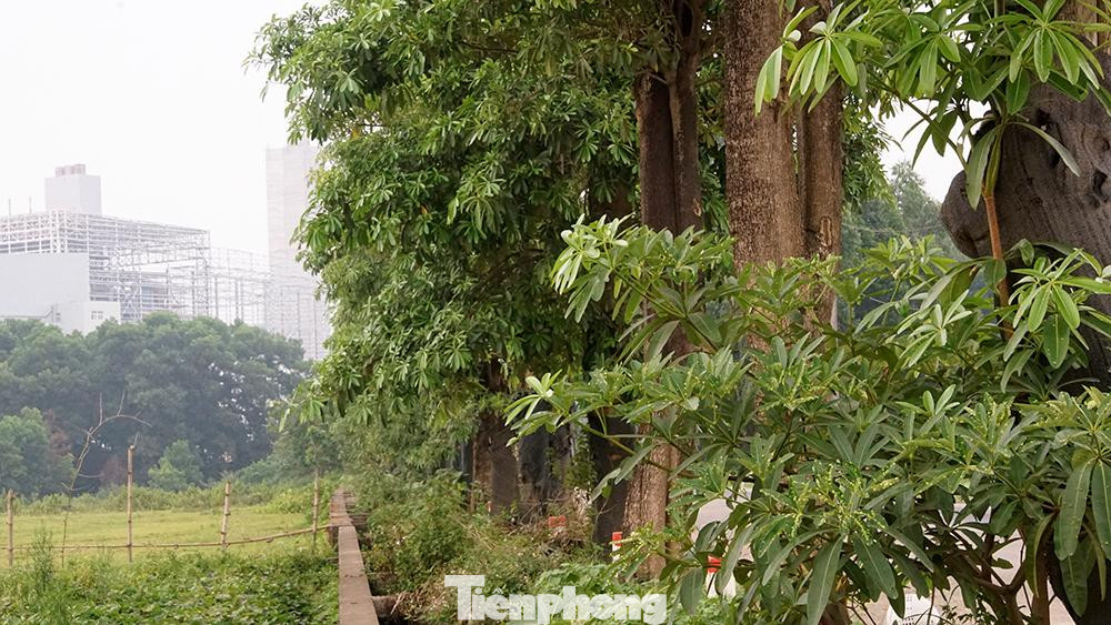 Tuy nhiên nếu được trồng với mật độ cao trong khu dân cư hoa sữa có thể khiến nhiều người khó chịu vào mùa nở rộ. Tuy nhiên nếu được trồng với mật độ cao trong khu dân cư hoa sữa có thể khiến nhiều người khó chịu vào mùa nở rộ.