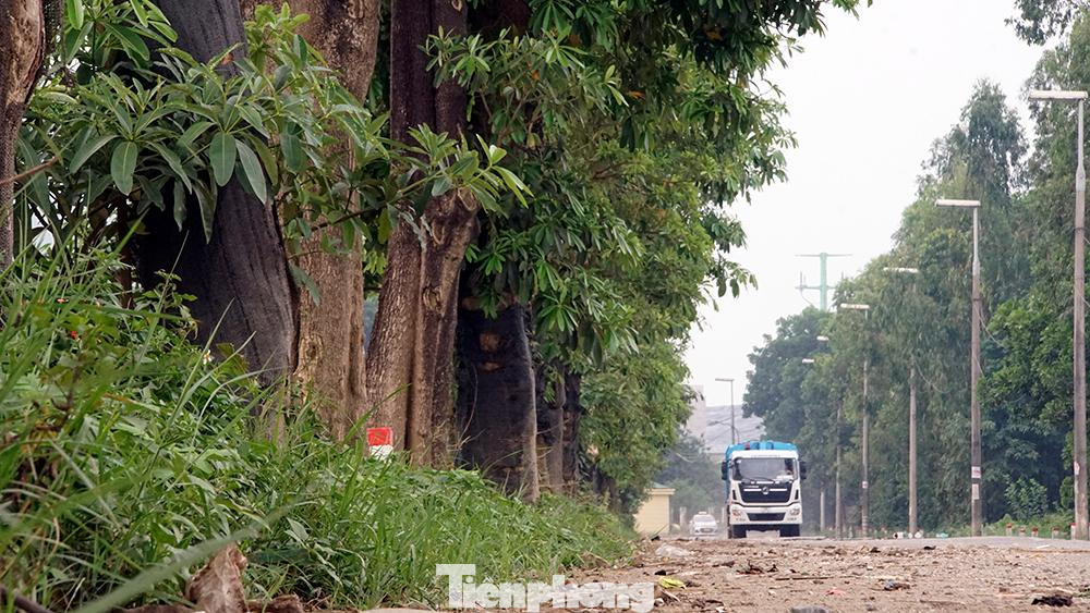 Hàng cây được trồng từ gợi ý của Sở Xây dựng Hà Nội: đưa cây hoa sữa về trồng tại khu vực này để vừa tạo cảnh quan, vừa giúp khuếch tán mùi hôi thối của bãi rác. Hàng cây được trồng từ gợi ý của Sở Xây dựng Hà Nội: đưa cây hoa sữa về trồng tại khu vực này để vừa tạo cảnh quan, vừa giúp khuếch tán mùi hôi thối của bãi rác.