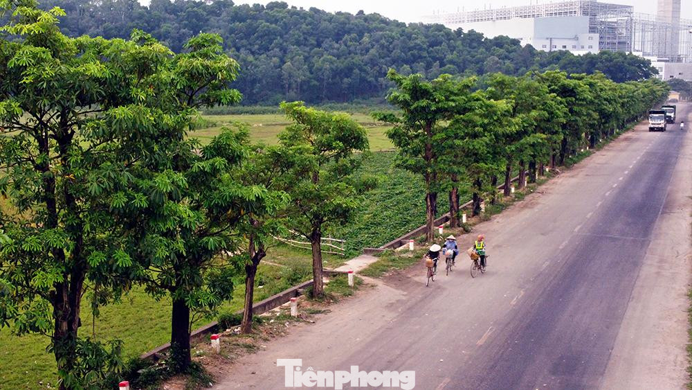 Sau 3 năm được trồng, toàn bộ số cây đều bén rễ và phát triển mạnh. Sau 3 năm được trồng, toàn bộ số cây đều bén rễ và phát triển mạnh.