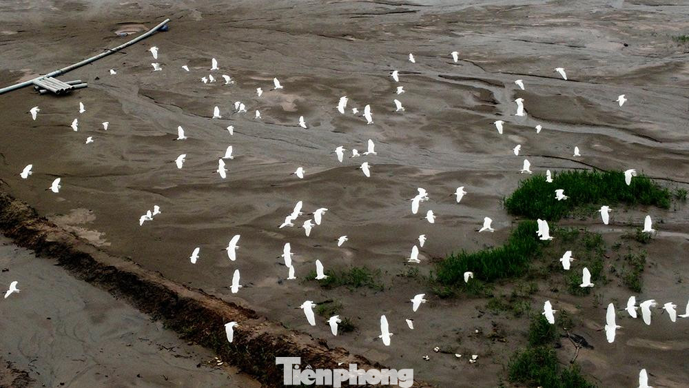 Đàn cò bay trắng trên diện tích đầm lầy rộng lớn nhìn từ trên cao xuống.
