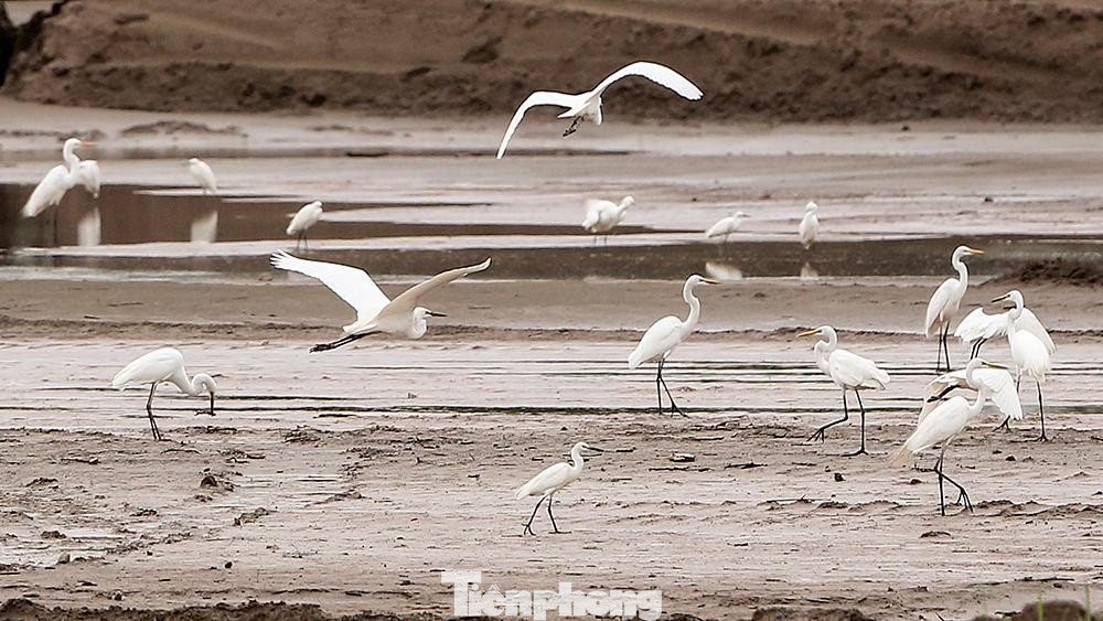 Mỗi lần có xe ô tô chạy qua trên con đường vào sân Vinpearl Golf là đàn cò lại tung cánh bay trắng trời.