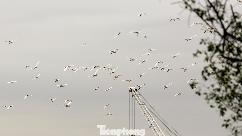 Quanh khu vực sân Vinpearl Golf là một vùng đầm lầy rộng lớn, nơi đây là nơi trú ngụ của rất nhiều loài chim, trong đó chủ đạo là đàn cò có số lượng lên tới hàng trăm con.