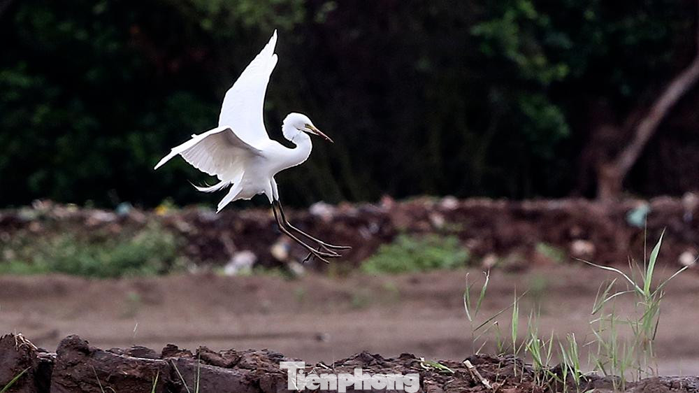 Vũ điệu của những con cò trắng.