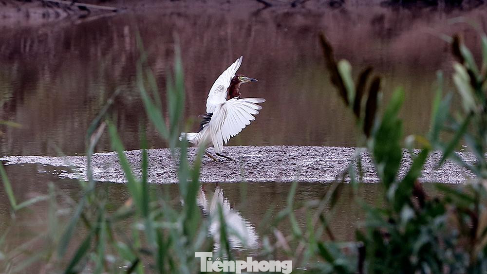 Vũ điệu của một con cò trên khu vực đầm lầy cạnh sân Vinpearl Golf.