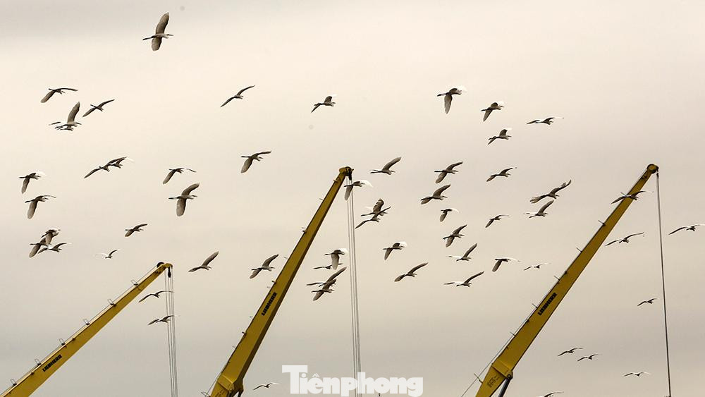 Đàn cò bay trên những chiếc cần cầu tải trọng lớn của cảng Đình Vũ.