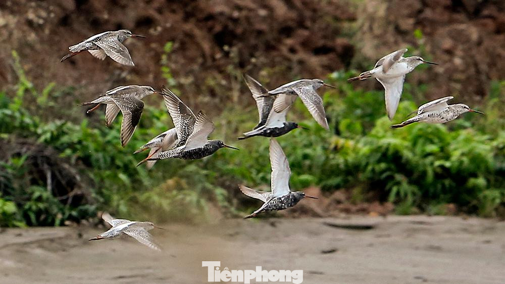 Bên cạnh đàn cò đông đúc, là những loài chim khác cùng sinh sống và kiếm ăn ở đây.