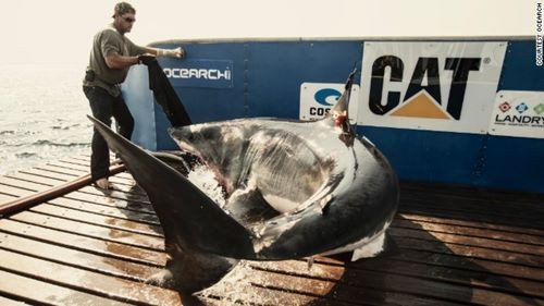 Siêu nhân Brett McBride có thể đoán trước mọi hành vi của cá mập 