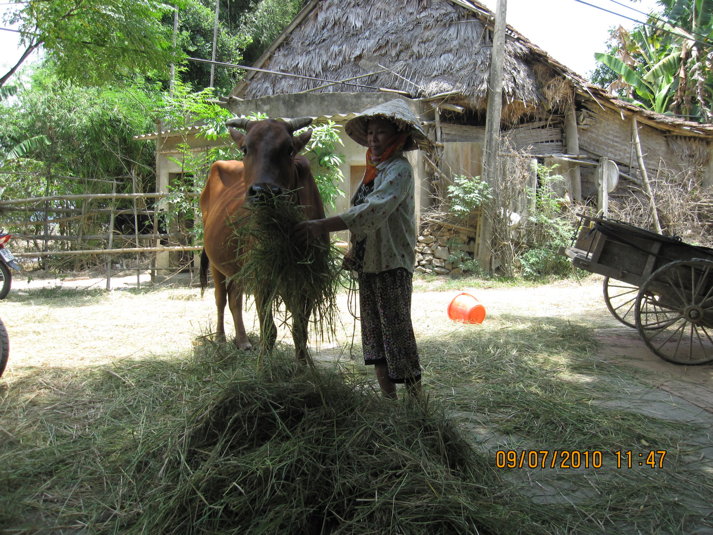 Hạn hán, lúa chết giữa chừng, người dân huyện Đức Thọ cắt lúa về cho bò ăn.
