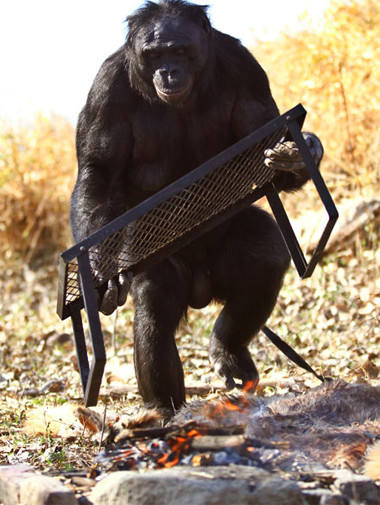 Sau khi đốt đống củi, con vật bê một vỉ nướng tới "bếp" của nó. . Sau khi đốt đống củi, con vật bê một vỉ nướng tới