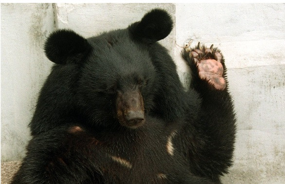 Hé lộ sự thật về huyền thoại người tuyết ảnh 1