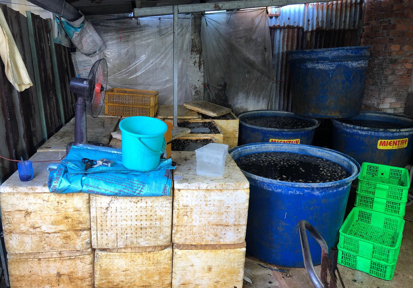 Cơ sở chế biến thịt ốc không đảm bảo vệ sinh an toàn thực phẩm.