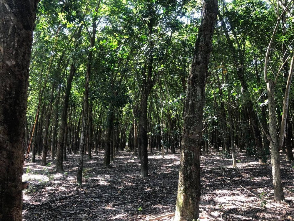 Khu đất 55 ha trong vụ kiện. Khu đất 55 ha trong vụ kiện.