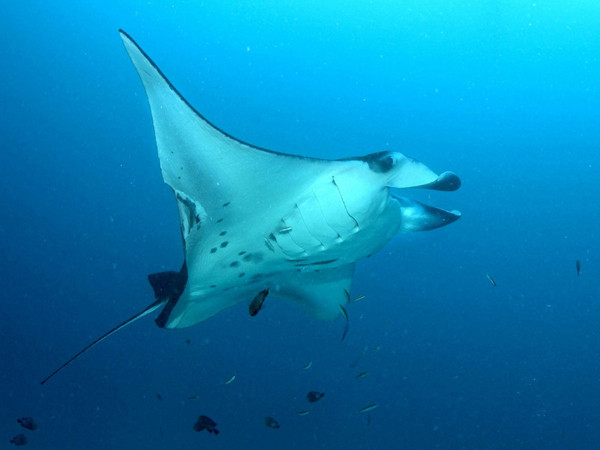 Cá đuối là loài mạnh mẽ. Ảnh: T.l. Cá đuối là loài mạnh mẽ. Ảnh: T.l