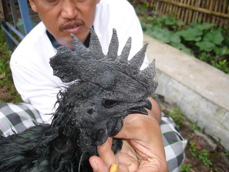 Nếu không muốn phải bỏ ra 2.500 USD cho mỗi chú gà Ayam Cemani, bạn có thế tìm đến những ngôi làng hẻo lánh ở trung tâm đảo Java của Indonesia, nơi những chú gà này được bán với giá rẻ hơn nhiều lần