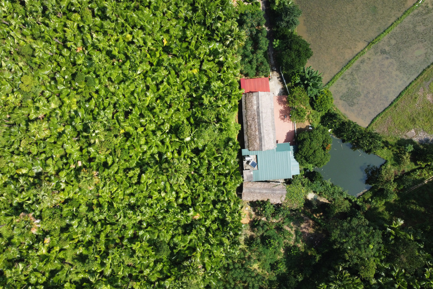 Một mái nhà ở Quảng Yên áp sát vào rừng cọ xanh mướt.