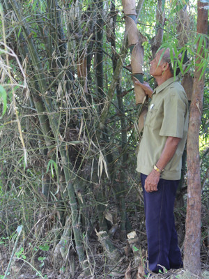Những gốc tre già che chở cho hàng trăm chiếc xe ra tiền tuyến