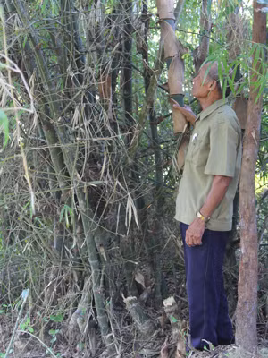 Những gốc tre già che chở cho hàng trăm chiếc xe ra tiền tuyến