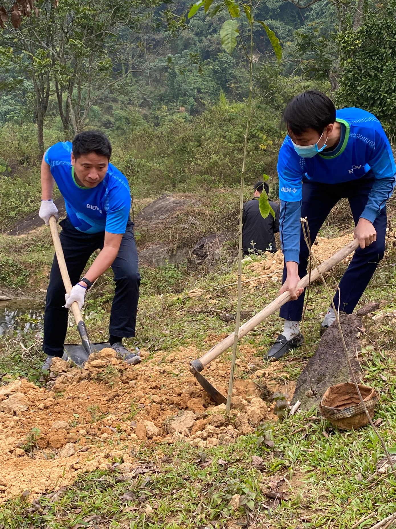 Những cây xanh đầu tiên được BIDV trồng tại Ba Vì