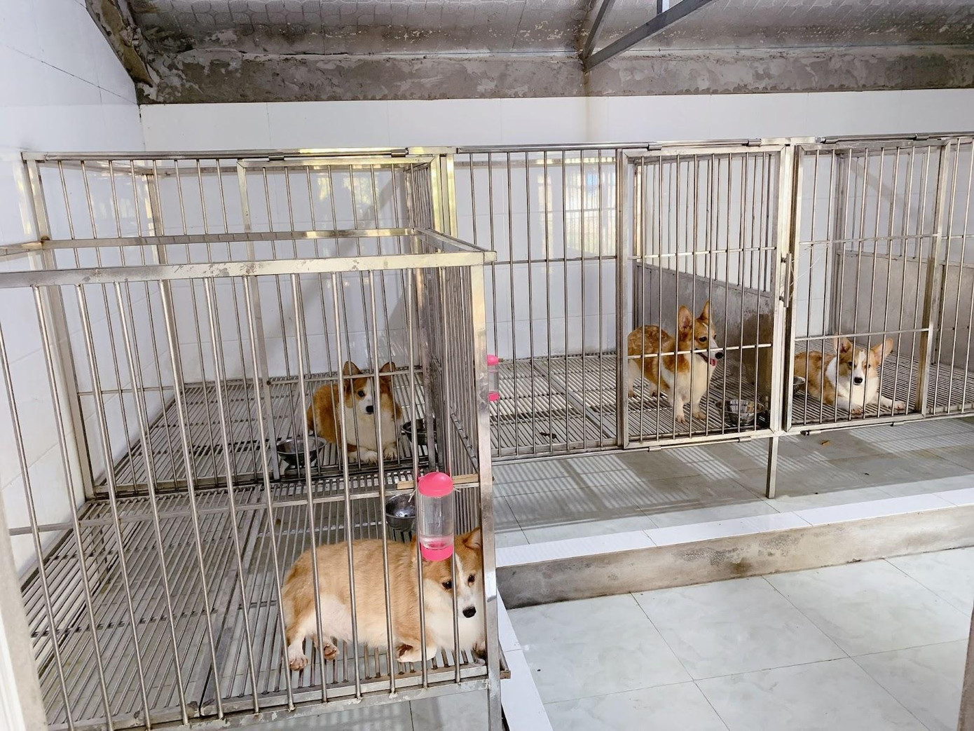 Mô hình nuôi chó Corgi của anh Đỗ Mạnh Anh