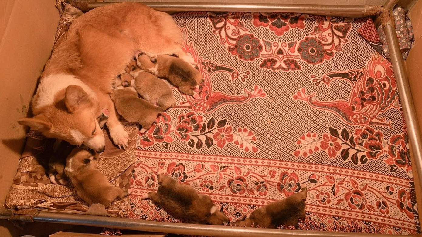 Đàn Corgi 7 con của chị Nguyễn Thị Hương