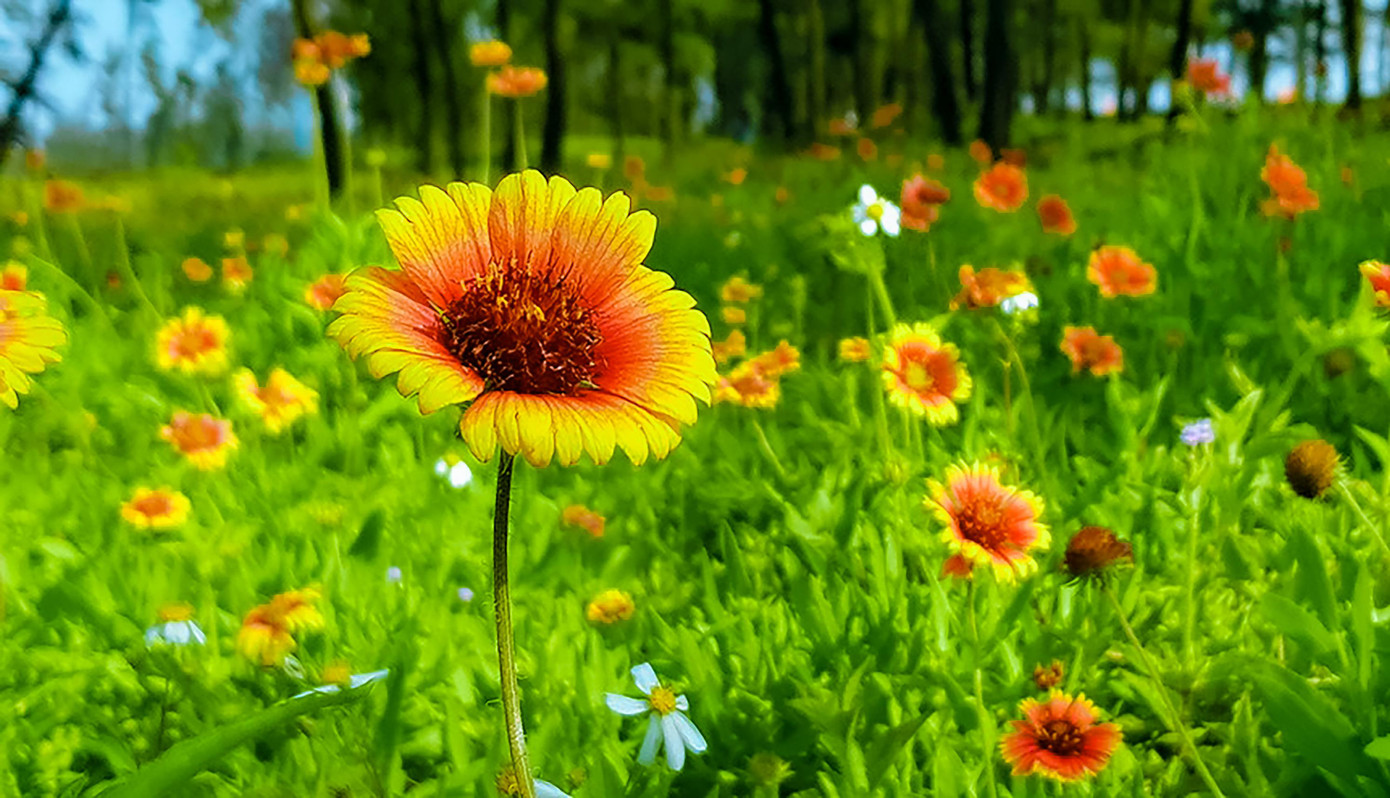 Cúc biển, loài hoa đặc trưng của Cửa Lò không chỉ bung nở đằm thắm trong mùa nắng, mà màu hoa luôn da diết, mặn mòi trong cả ngày Đông