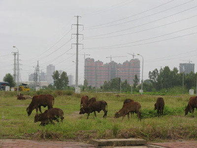 Nhiều dự án đất dịch vụ của Hà Nội chậm triển khai. Ảnh: N.H. Nhiều dự án đất dịch vụ của Hà Nội chậm triển khai. Ảnh: N.H