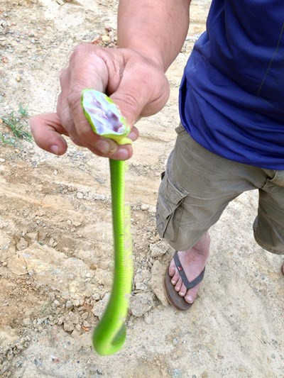 Bắt được rắn lục đuôi đỏ tại Đà Nẵng ảnh 1