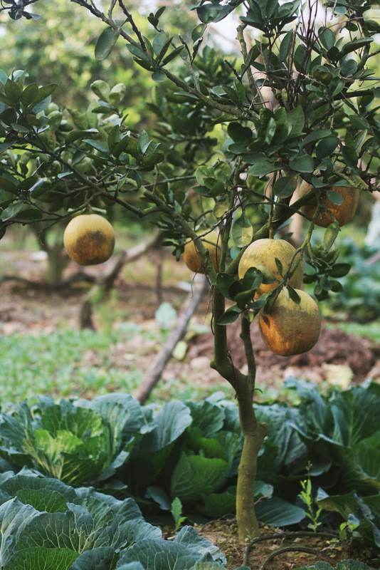 Tăng giá bưởi Diễn vẫn làm mê mẩn dân sành ăn ảnh 8