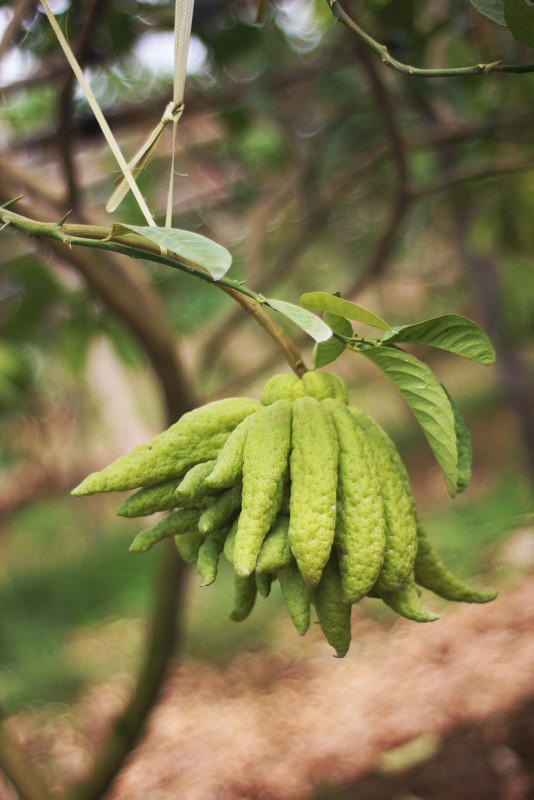 [ẢNH] Phật thủ bán cả chùm, đánh cả cây hút khách chơi Tết ảnh 5