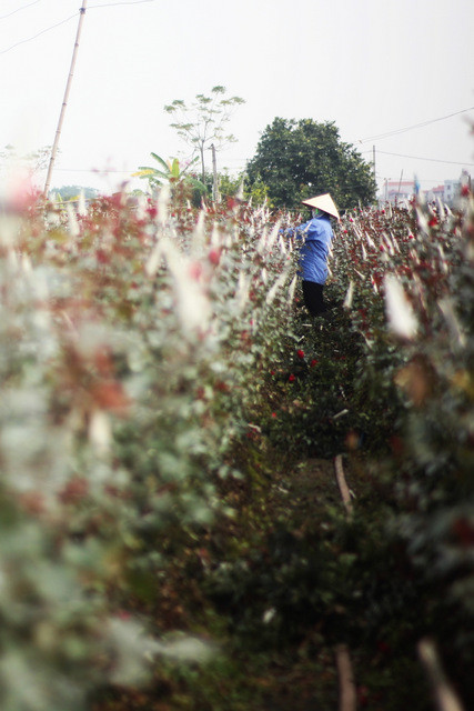 Hà Nội: Người dân Tây Tựu rục rịch mùa hoa Tết ảnh 17