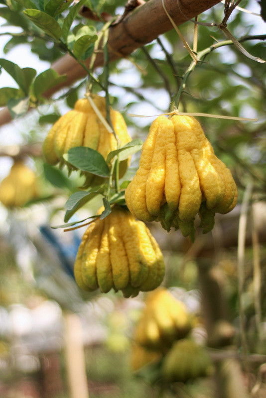 [ẢNH] Phật thủ bán cả chùm, đánh cả cây hút khách chơi Tết ảnh 16