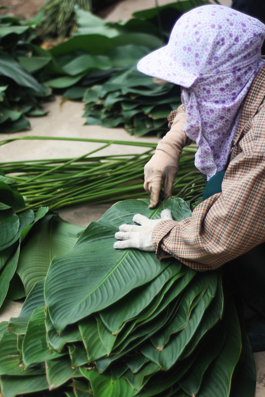 Lá dong Tràng Cát có dáng tròn, mềm và dai, chất lượng, xưa kia thường được chọn để gói bánh chưng tiến vua. Mặt dưới của lá dong Tràng Cát có màu xanh non, nên những chiếc bánh chưng được gói bằng loại lá này sẽ có được màu sắc và mùi thơm hấp dẫn. 'Đột nhập' làng lá dong lớn nhất Hà thành vào giáp Tết ảnh 4