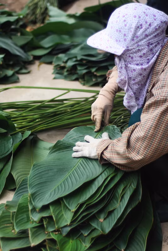 'Đột nhập' làng lá dong lớn nhất Hà thành vào giáp Tết ảnh 4