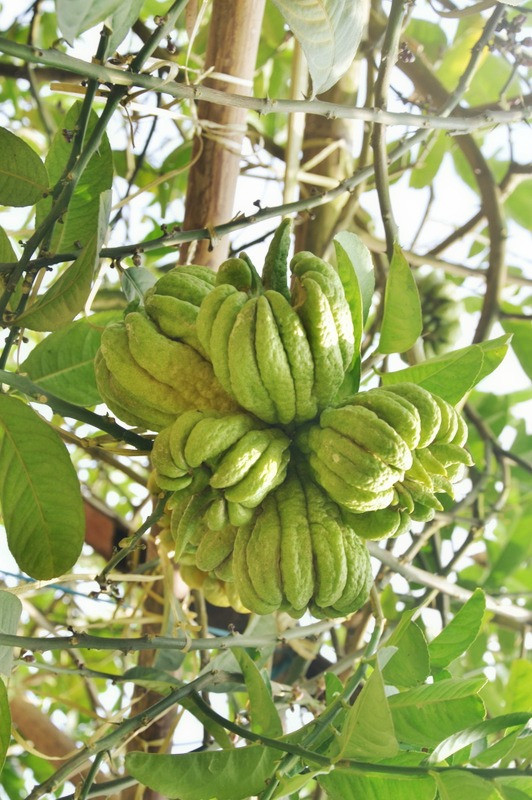 [ẢNH] Phật thủ bán cả chùm, đánh cả cây hút khách chơi Tết ảnh 10