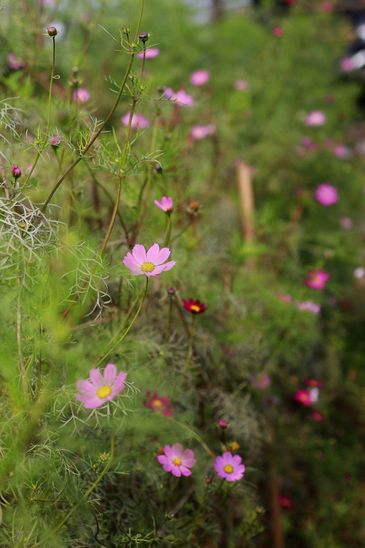 Hà Nội: Người dân Tây Tựu rục rịch mùa hoa Tết ảnh 20