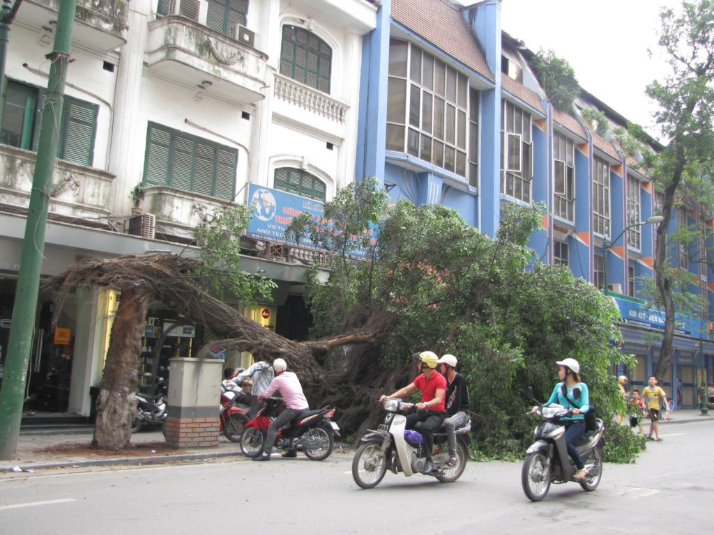 Hiện trường cây gãy đổ. Ảnh: Tuấn Nguyễn