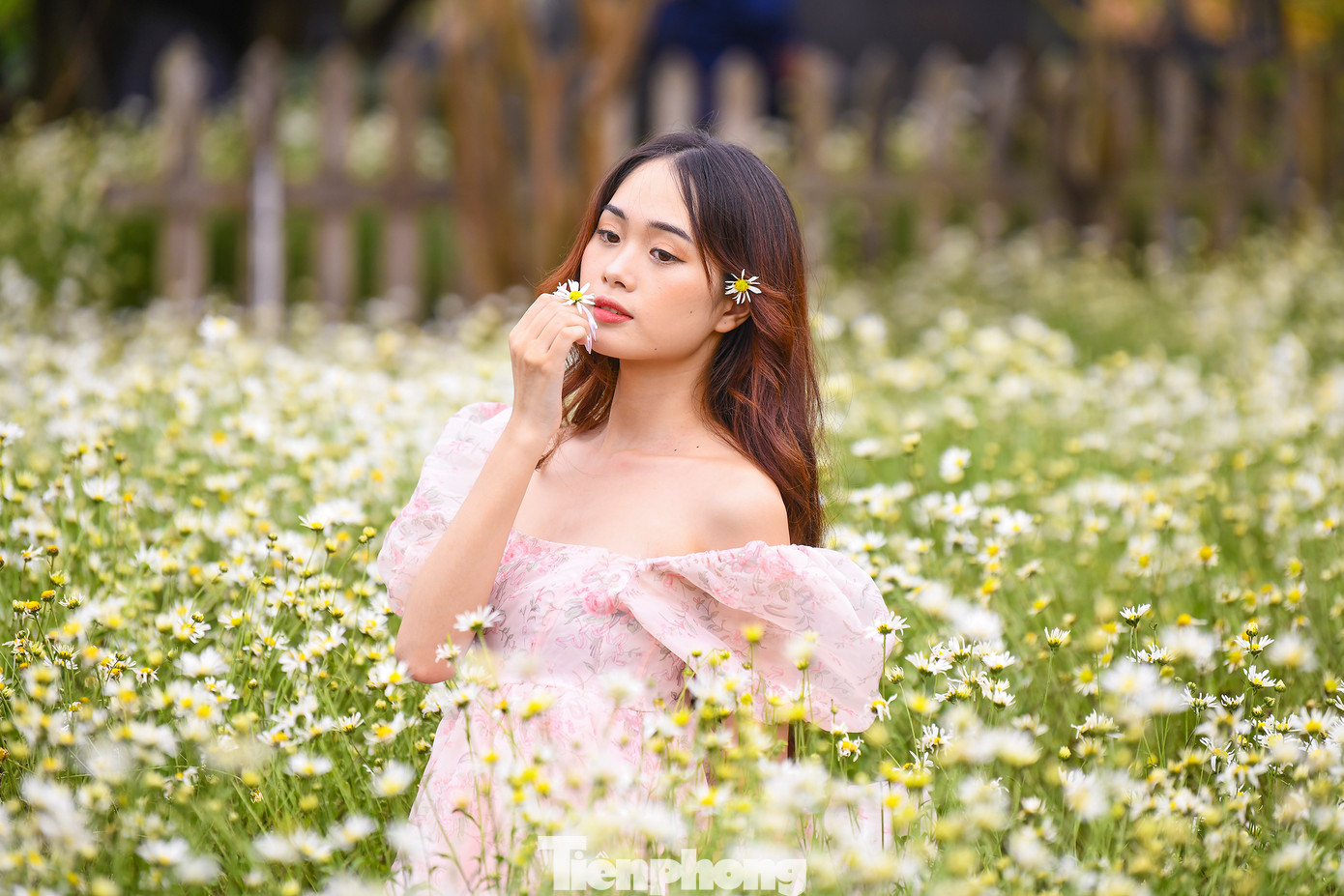 Cúc hoạ mi là loại hoa dễ trồng, thời gian nở khoảng vài tuần. Hoa màu trắng muốt, nhuỵ vàng, mang vẻ đẹp vừa hoang dại, vừa lãng mạn, được nhiều người yêu thích