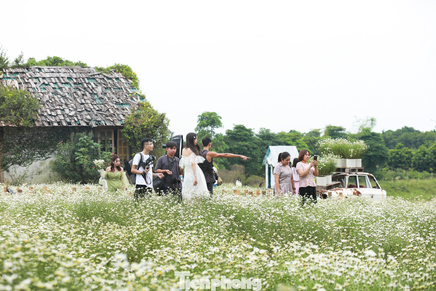 Thông thường, cúc họa mi sẽ bắt đầu nở khoảng cuối tháng 11, được coi là loài hoa báo mùa đông đến. Tuy nhiên, cánh đồng tại thảo nguyên hoa rộng 3.000m2 này lại nở rộ trước 1 tháng, thu hút nhiều thiếu nữ Hà thành tìm đến đây thả dáng, khoe sắc với loài hoa trắng muốt này.