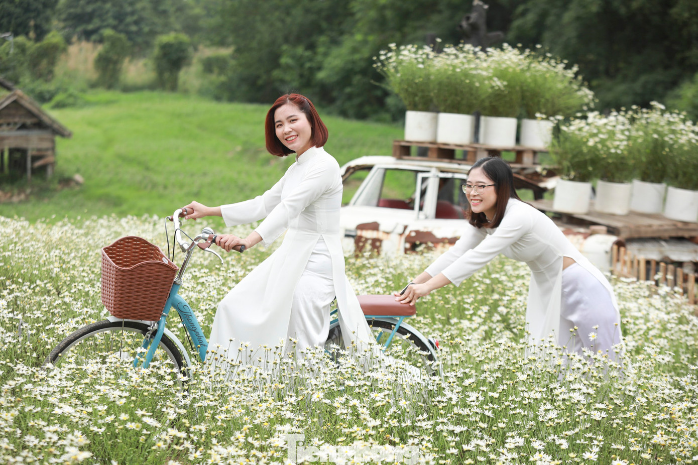 Không chỉ cuối tuần, kể cả những ngày trong tuần, vườn cúc họa mi này cũng thu hút đông du khách tới chơi và chụp ảnh.